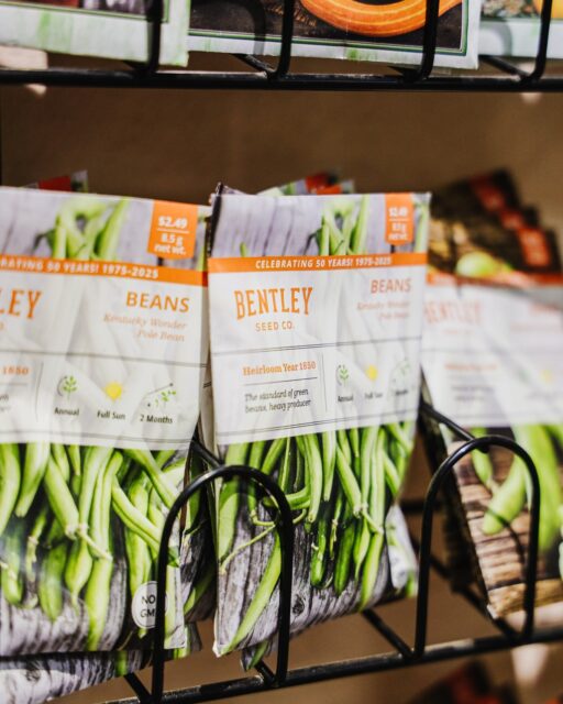 Some seeds just make better neighbours in the soil.

Here are a few pairings worth knowing for productive beds:
• Tomatoes + basil — great flavour partners that also help each other resist pests
 • Peppers + beans — sturdy growers that share space without crowding
 • Cucumbers + leafy greens — the cooler soil shade helps both thrive
 • Beans + corn — classic support and nitrogen boost
 • Lettuce + dill — leafy and aromatic in the same patch

Planting with intention makes the garden easier to care for and easier to enjoy.