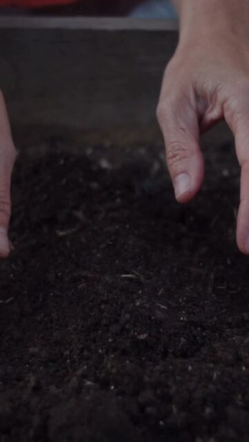 Cayman soil can be sandy, salty and compact, which means February is the perfect time to rebuild it.

Even one small change makes a difference:
• mix compost into tired beds
• top up mulch before the hotter months
• add organic matter around palms to hold moisture
• check pH if your plants struggled last year
• loosen the soil around ornamentals, gently

Everything starts underground.