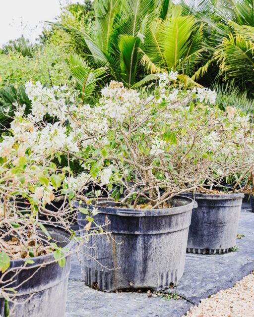 Some bougainvilleas bloom and some become sculptures. This one has taken its time, growing those thick, twisting branches that only come with age and good island weather. The kind of shape you can’t train; it just happens slowly, season after season.

 When it sits on a frame like this, it turns into something else entirely. A piece of living architecture.

A reminder that some of the most interesting plants in Cayman are the ones that have lived a little.