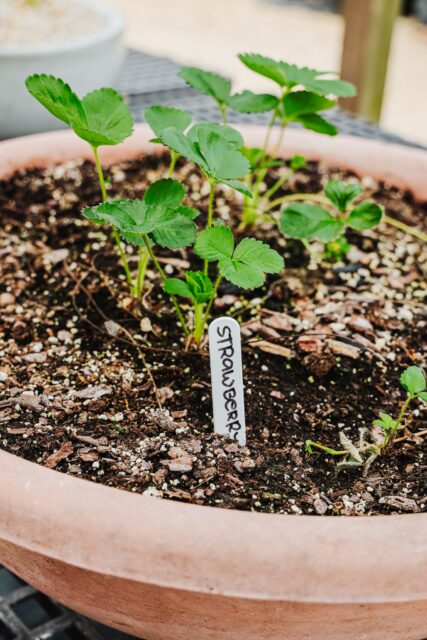 If you know Cayman, you know strawberries are… a character-building horticultural exercise.

We found this tiny overachiever today, and now we’re rooting for it.

Like this post if you want monthly updates on the Cayman strawberry experiment.

#VigoroNursery #CaymanGardening #GrowYourOwn #EdibleGardens