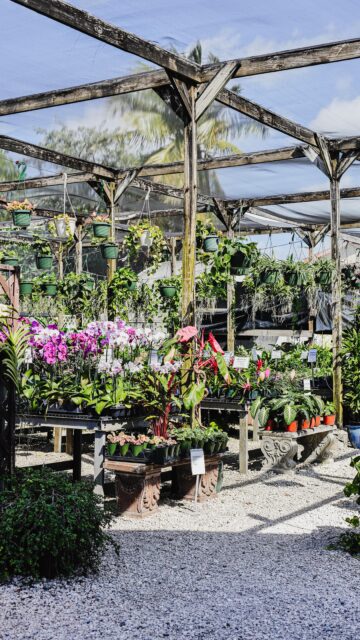 A day at Vigoro isn’t loud. It’s pots moving, soil shifting, hoses running and plants doing what they do best, growing quietly.

Everything has a rhythm and a purpose.
Just another day in the garden.

#vigoronursery #caymangardening #vigorocayman #growyourown