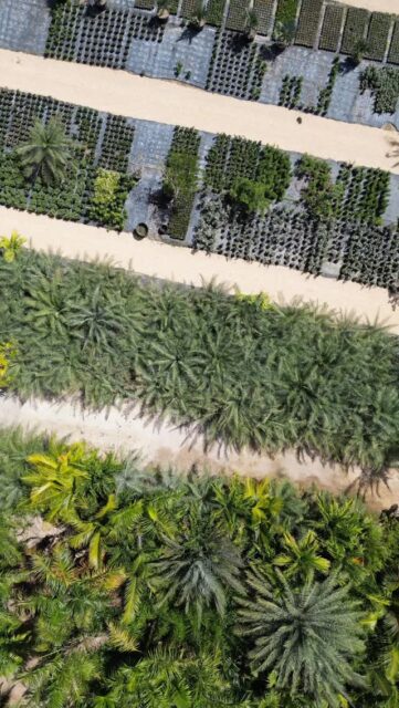 Not everything in a garden begins in the ground.

Some of it begins here.

Row by row, plant by plant, our team grows and cares for the plants that will eventually find their way into Cayman gardens. What looks effortless in a finished landscape starts long before that, with patience, attention and daily care.

This is the quiet work behind the gardens we build.

#caymangardening #growyourown #caymanislands #plantloverscayman