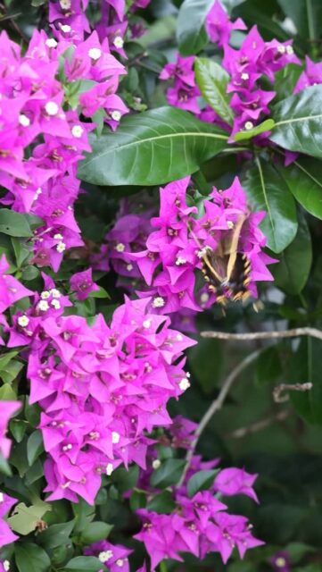 More than just a nursery.

A place to slow down, take a walk and spend a little time surrounded by something real.

#vigoronursery #caymangardening #growyourown