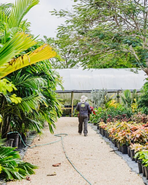 There’s a rhythm to keeping a space like this alive.

Watering, trimming, moving, checking, small things, done consistently. The result is a nursery that feels full, healthy, and constantly growing. A reflection of the team behind it.

 #OutdoorLivingCayman #VigoroLandscaping #IslandLandscapes #LandscapeDesignCayman #plantnursery