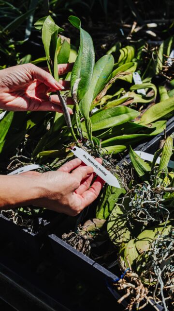 Our latest shipment of Thai orchids has arrived.

Selected from specialist growers for their striking blooms and strong performance in our climate, these are always among the most sought-after plants in the nursery.

And they tend to disappear quickly.

#vigoronursery #caymanislands #caymangardening #orchids