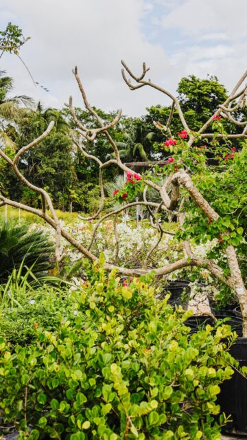 A tree has a way of outlasting the occasion it was given for.

Years from now, a mango may be providing shade, a guava producing fruit, or a palm standing quietly by the patio. Long after Father’s Day has passed, the memory remains.

Throughout June, dads receive 15% off all fruit trees and palms.

A small gift today. Something to grow into tomorrow. 

#caymangardening #caymanislands #vigoronursery #islandliving