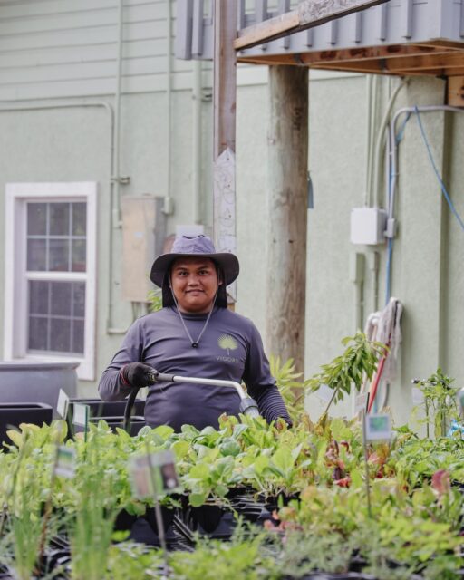 Most people see the blooms but what they don't always see are the hands behind them. The watering, pruning, feeding, repotting and daily care that happens quietly behind the scenes. Our team spends every day tending to thousands of plants, making sure they're healthy, thriving and ready for their next home.
It's patient work, but it's what keeps the nursery growing. 🌿
#LandscapeMaintenance #VigoroCayman #IslandLiving #CaymanLandscaping #GardenCare