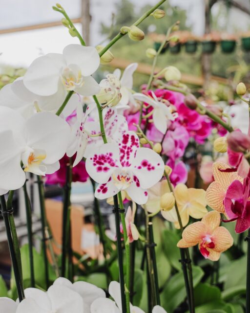 Some days, the nursery feels especially colourful. Bright blooms catching the morning light, new flowers opening after the rain and pockets of colour appearing around every corner.

 #LandscapeMaintenance #CaymanLandscaping #GardenCare #VigoroCayman #IslandLiving