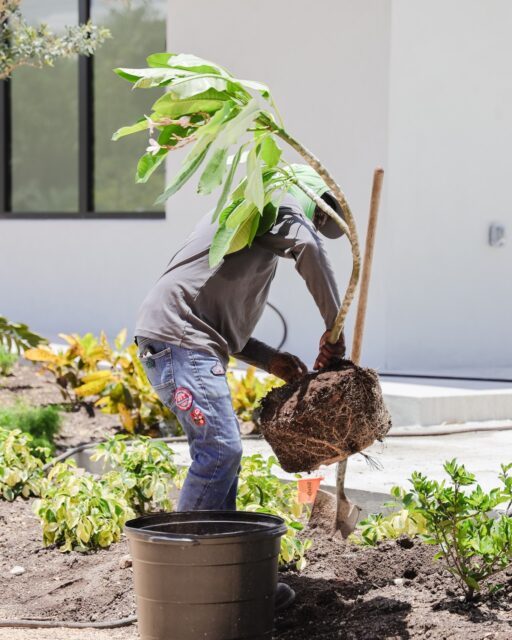 The right plant in the right place changes everything. Our team's knowledge of Cayman's conditions helps ensure landscapes don't just look good when they're planted, but continue to thrive long after.
#GardenCare #CaymanLandscaping #LandscapeMaintenance #IslandLiving #VigoroCayman