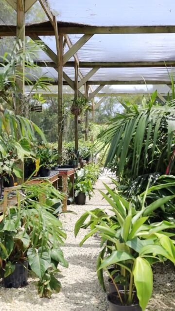 A little something for every corner of the garden this weekend
Enjoy 20% off selected shade plants, 20% off selected landscape plants and 40% off selected pots.
Whether you’re filling a shady spot, refreshing a garden bed or looking for the perfect finishing touch, come have a wander and see what catches your eye.
Saturday + Sunday only, while stocks last.
#VigoroCayman #WeekendAtVigoro #CaymanGardening #GardenCentre #CaymanPlants