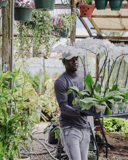 Watering, pruning, repotting, feeding and keeping a watchful eye on thousands of plants, our nursery team knows that the smallest details make all the difference.
A lot of love goes into keeping Vigoro growing, and we’re very lucky to have the people who make it happen every day.
#VigoroCayman #VigoroTeam #BehindTheScenes #CaymanGardening #GardenCentre #PlantCare #CaymanPlants #FromTheGroundUp