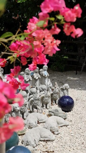 There’s plenty to discover around the nursery right now.

Enjoy 20% off selected landscaping plants this weekend.

Come have a wander and see what catches your eye. There’s always something new to discover at Vigoro. 🌱

#VigoroCayman #CaymanGardening #GardenCentre #CaymanPlants
