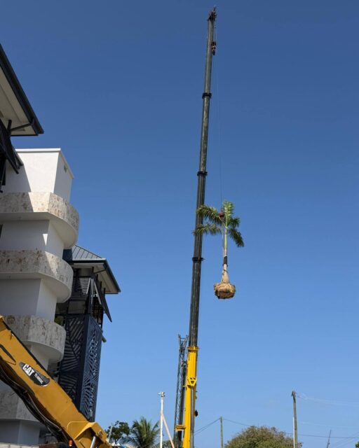 Sometimes landscaping requires bringing out the big equipment. 🌴
This week, our team was in West Bay installing mature palms on the rooftop of a new development
From large scale residential developments and commercial properties to hotels and new builds across Cayman, Vigoro has the team, equipment and horticultural experience to take on landscaping projects of every scale, including the ones that require a little more logistical thinking.
Planning a new development? Bring us in from the ground up.
Vigoro. From the Ground Up.
#VigoroCayman #CaymanLandscaping #CommercialLandscaping #CaymanDevelopment