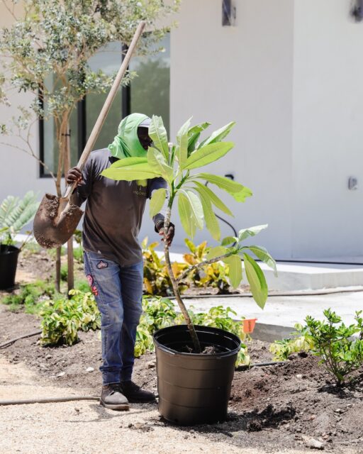 From the first planting to the finishing touches, our landscaping team puts years of knowledge, hard work and attention to detail into every project.

With over 40 years of local experience and an award-winning team behind us, we’re proud to help shape the outdoor spaces you see across the island.

Planning a new build or looking to refresh your landscape? Get in touch with Vigoro and let’s get growing.

#VigoroCayman #CaymanLandscaping #LandscapeDesign #CaymanGardens #CaymanConstruction #VigoroTeam #FromTheGroundUp