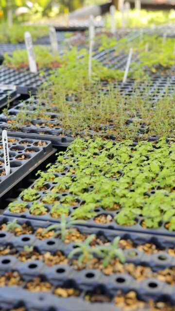 Herb season is on its way, and our nursery team has been busy getting the first seedlings started!

A little patience, plenty of care and lots of growing to do.

Follow along as we watch this season’s herbs come to life. 🌿

#VigoroCayman #HerbSeason #FromTheGroundUp #CaymanGardening #GrowingAtVigoro
