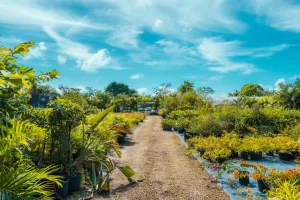 Vigoro at Agricola Drive