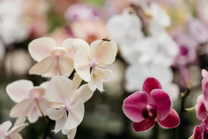 Vigoro on Walkers Road