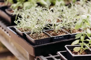 Vigoro on Walkers Road