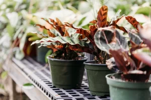 Vigoro on Walkers Road