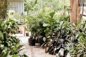 Vigoro on Walkers Road