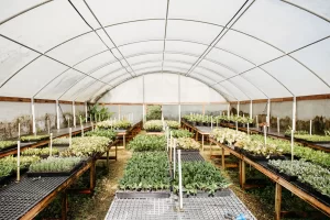 Vigoro at Agricola Drive