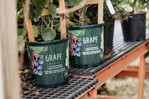 Vigoro at Agricola Drive