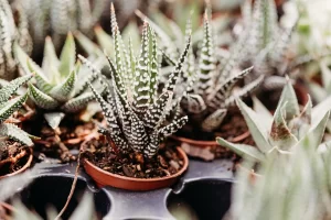 Vigoro at Agricola Drive