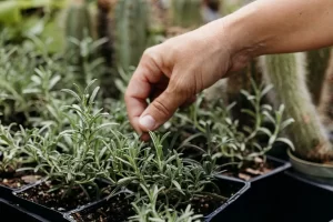 Vigoro at Agricola Drive